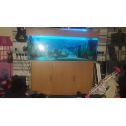 4ft fish tank
