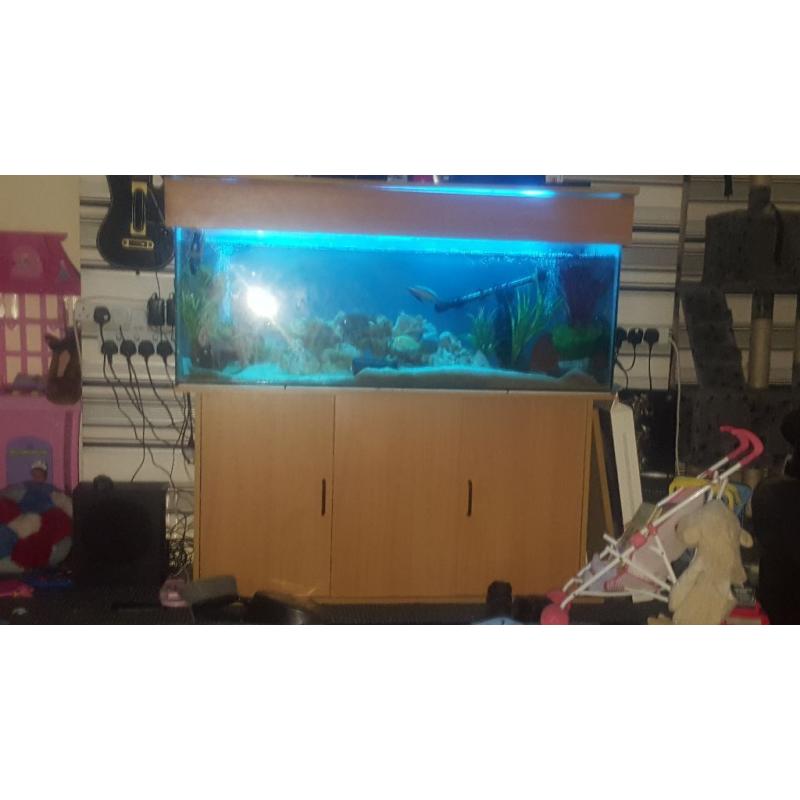 4ft fish tank