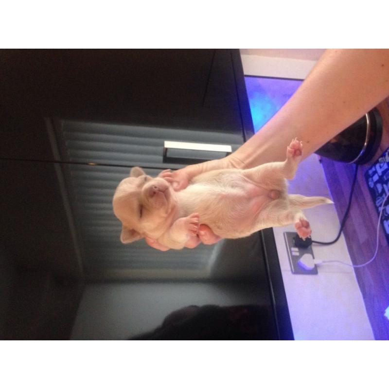 Minx chihuahua rare breed !!!