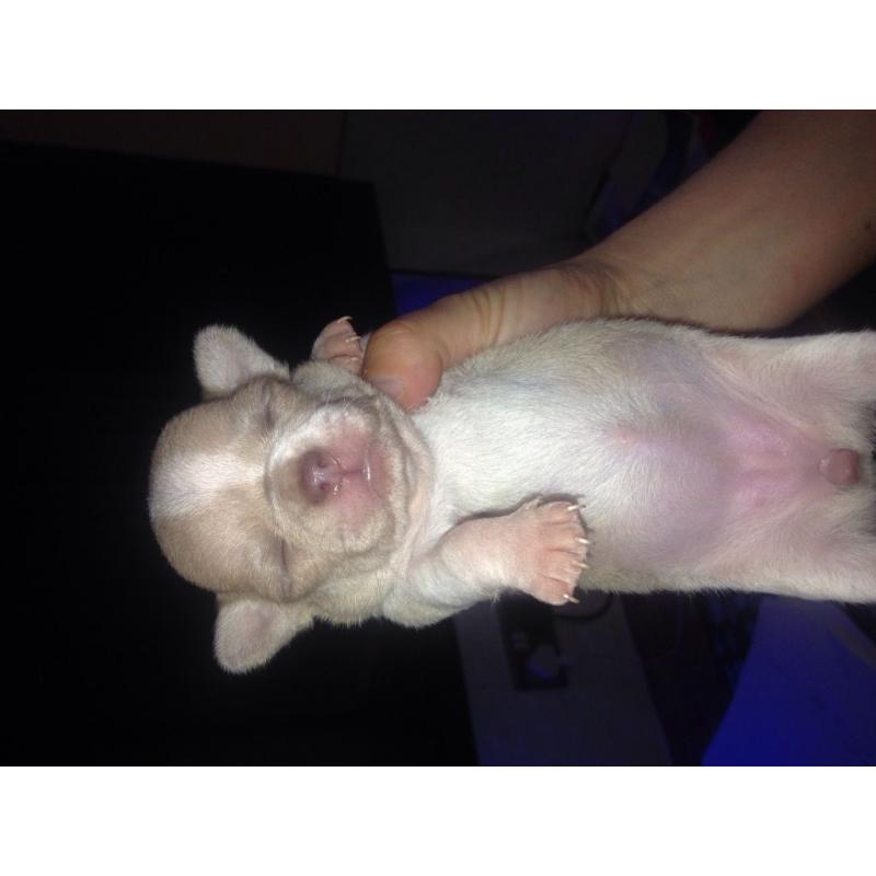 Minx chihuahua rare breed !!!