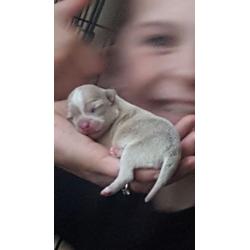 Minx chihuahua rare breed !!!