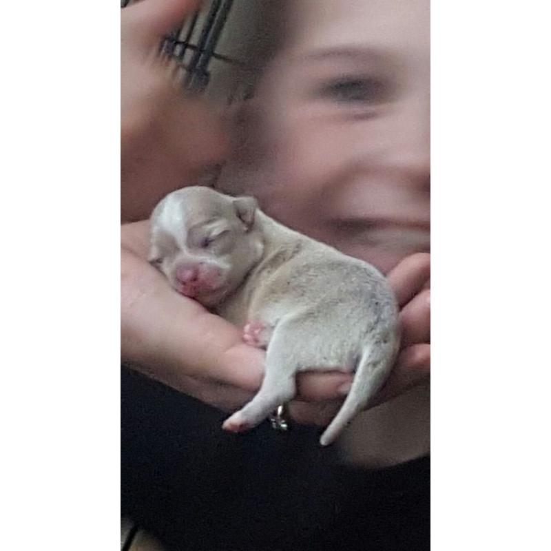 Minx chihuahua rare breed !!!