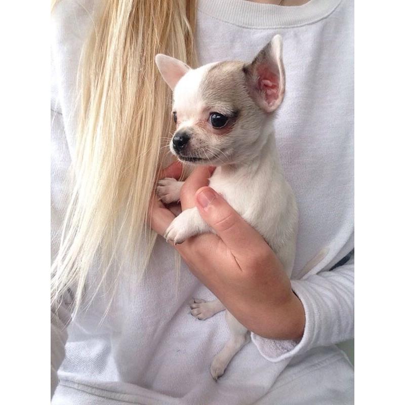 Chihuahua puppy girl
