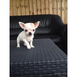 Chihuahua puppy girl