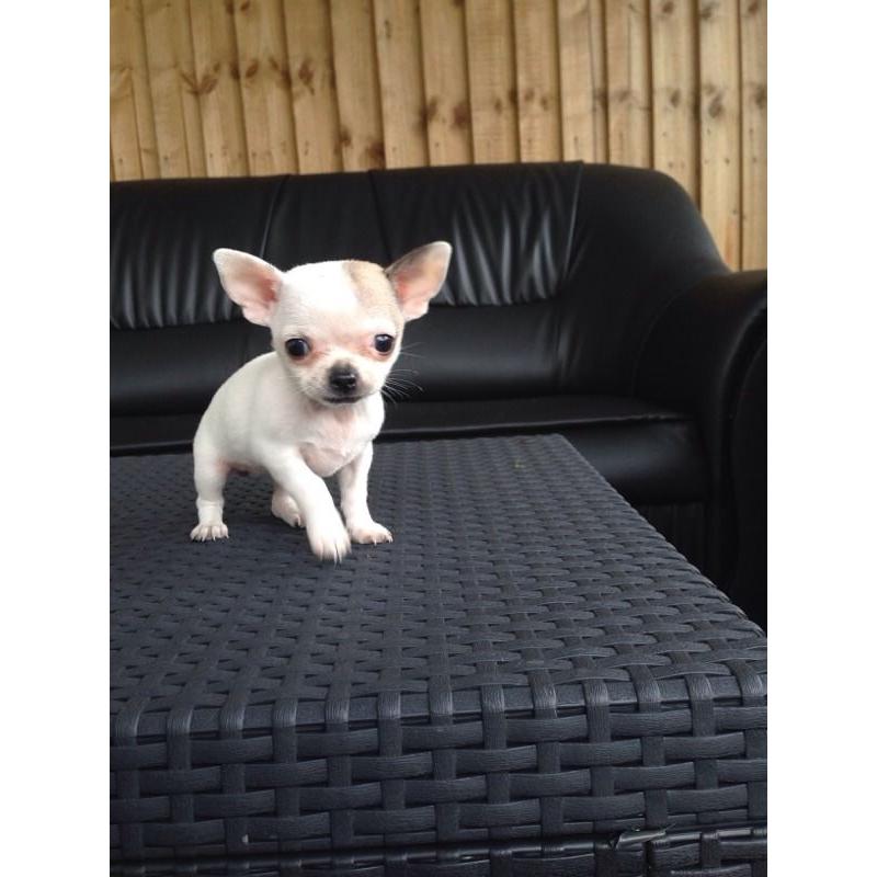 Chihuahua puppy girl