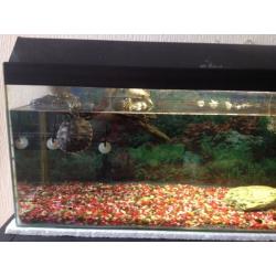 Terrapins an set up for sale