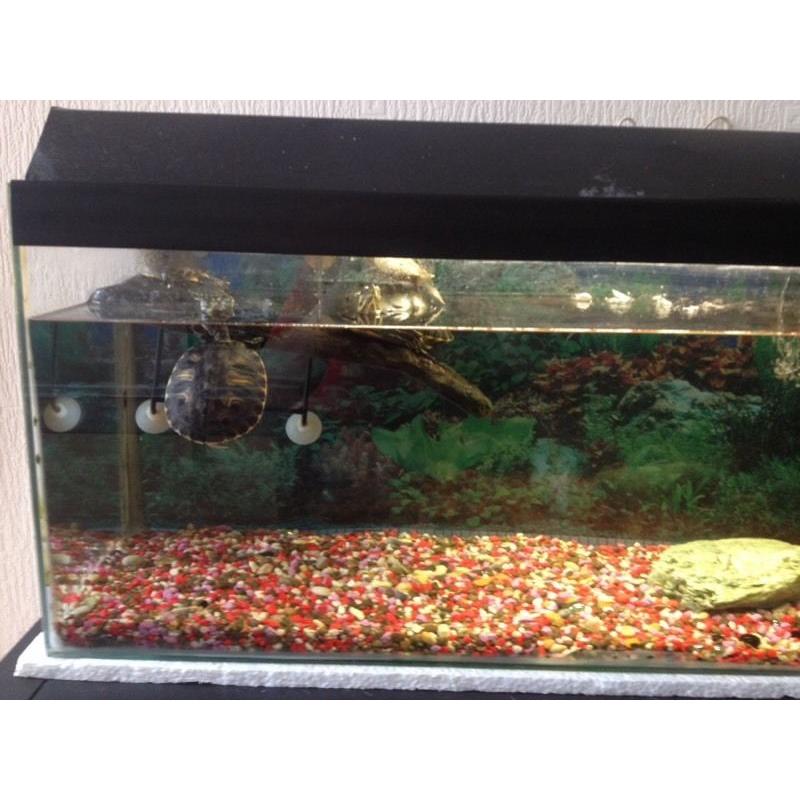Terrapins an set up for sale