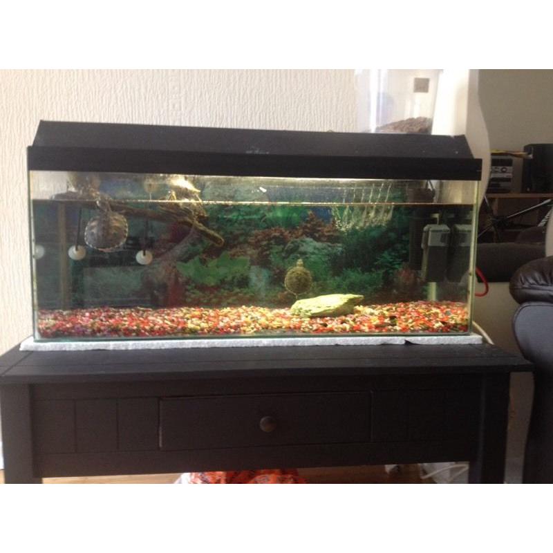 Terrapins an set up for sale