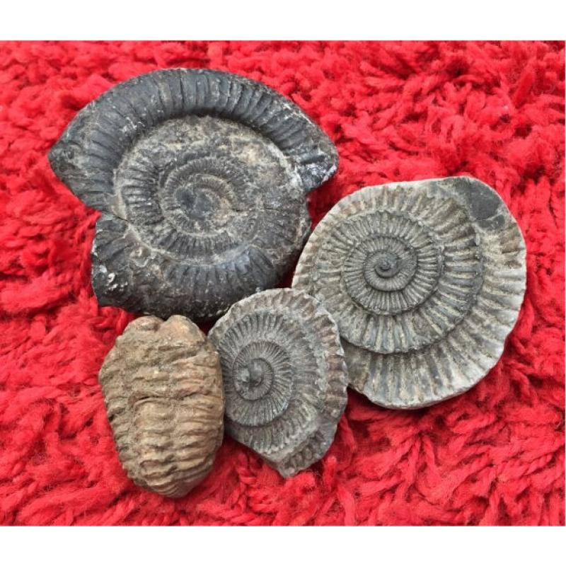 Collection of fossils