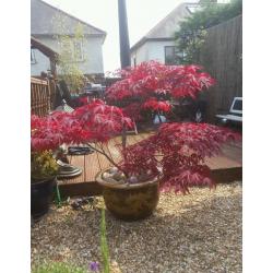 Acer tree in oriental pot