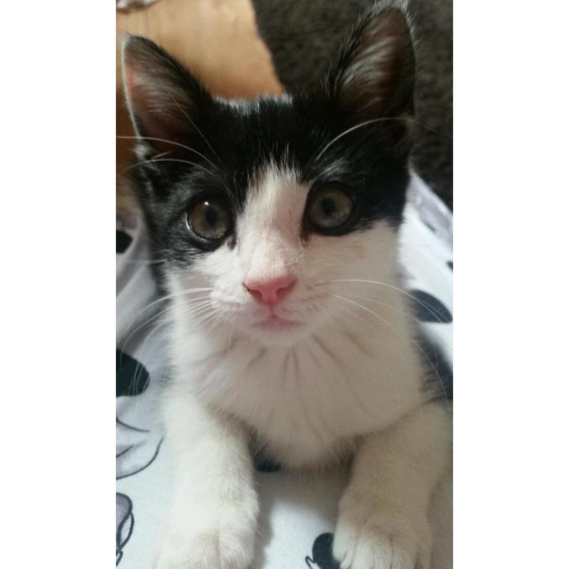 Rescue kittens looking for forever homes