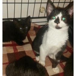 Rescue kittens looking for forever homes
