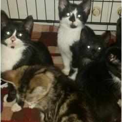 Rescue kittens looking for forever homes