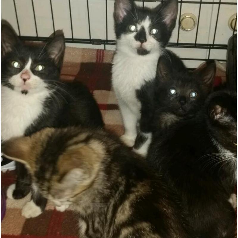 Rescue kittens looking for forever homes