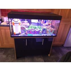 Aqua one vouge 280ltr black/brown 4ft fish tank aquarium