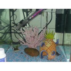 Fish tank and accessories