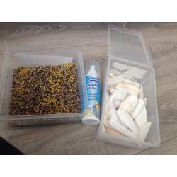 Male canary for sale with cage