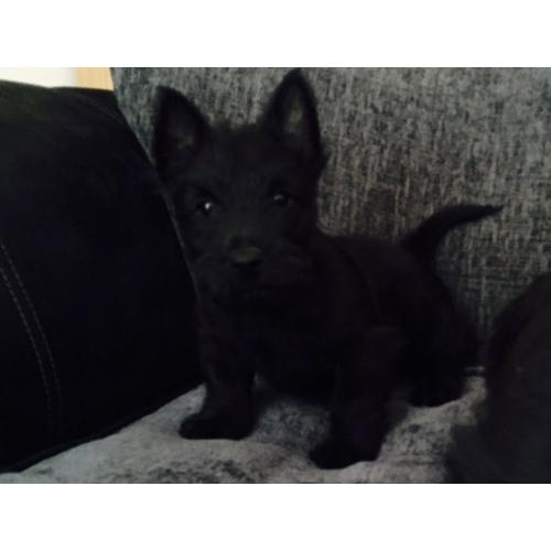 Scottish terrier pups.