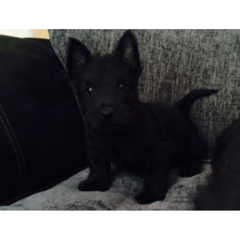 Scottish terrier pups.