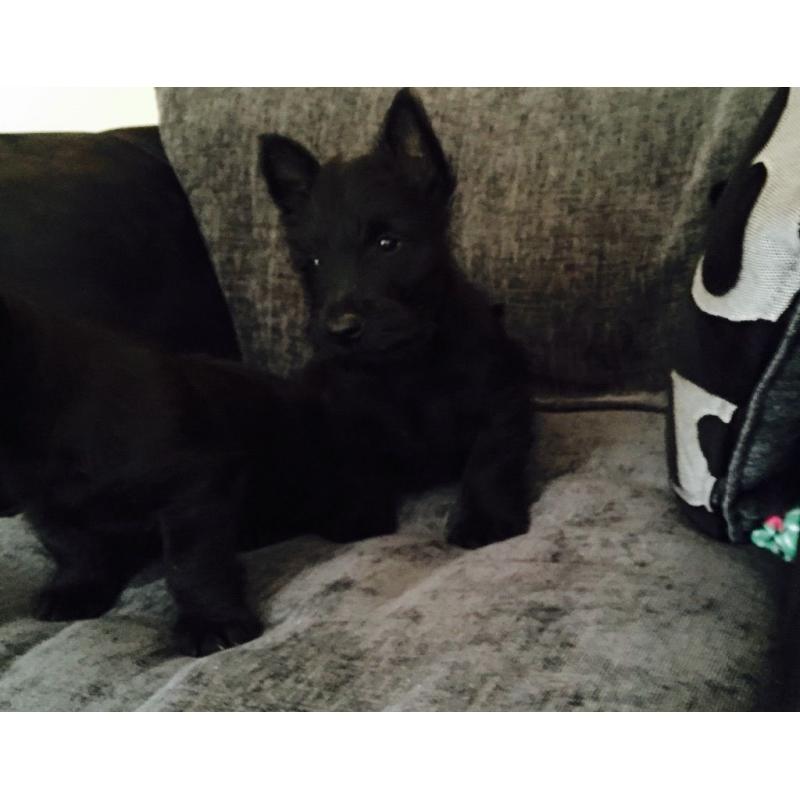 Scottish terrier pups.