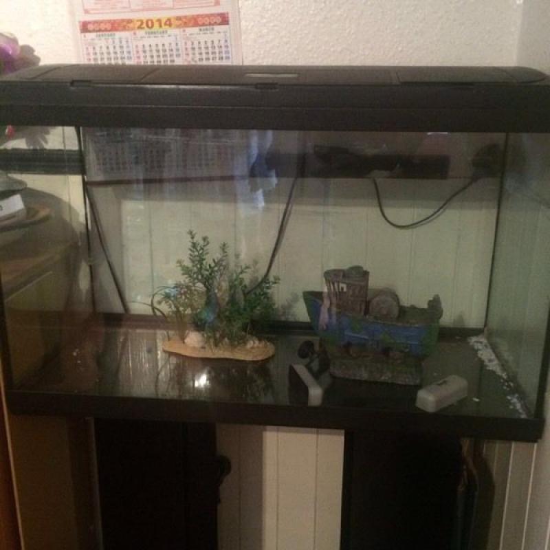 Large fish tank for sale