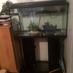 Large fish tank for sale
