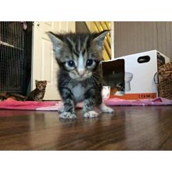 Maincoon cross kittens