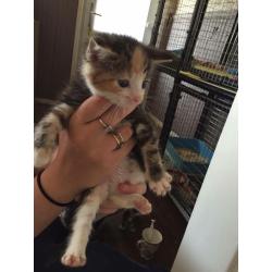 Maincoon cross kittens