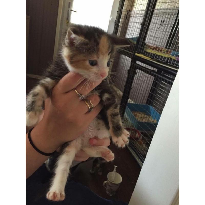 Maincoon cross kittens