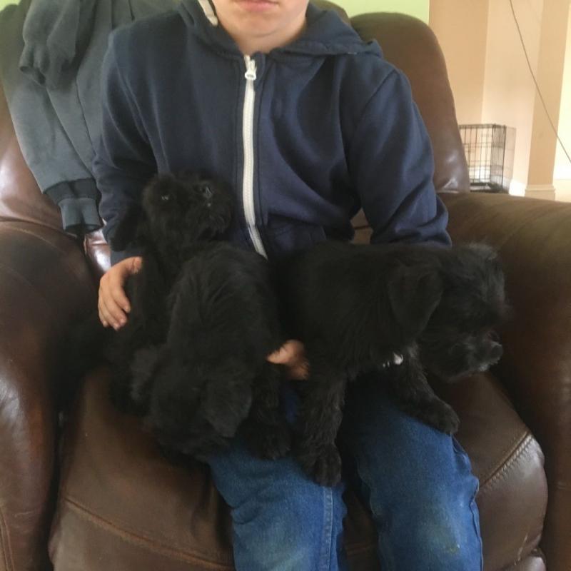 black schnauzer puppies