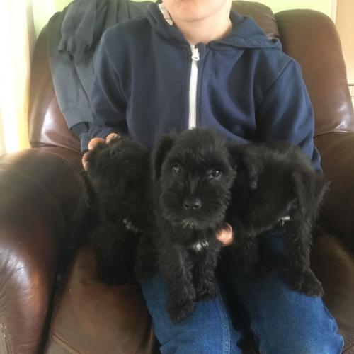 black schnauzer puppies