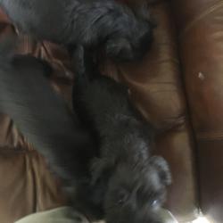 black schnauzer puppies