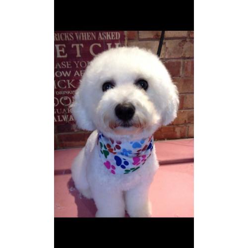 Perfect Bichon frise litter only 5 girls left