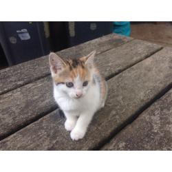 2 X girl kittens ready in 2 weeks xxx