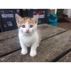 2 X girl kittens ready in 2 weeks xxx