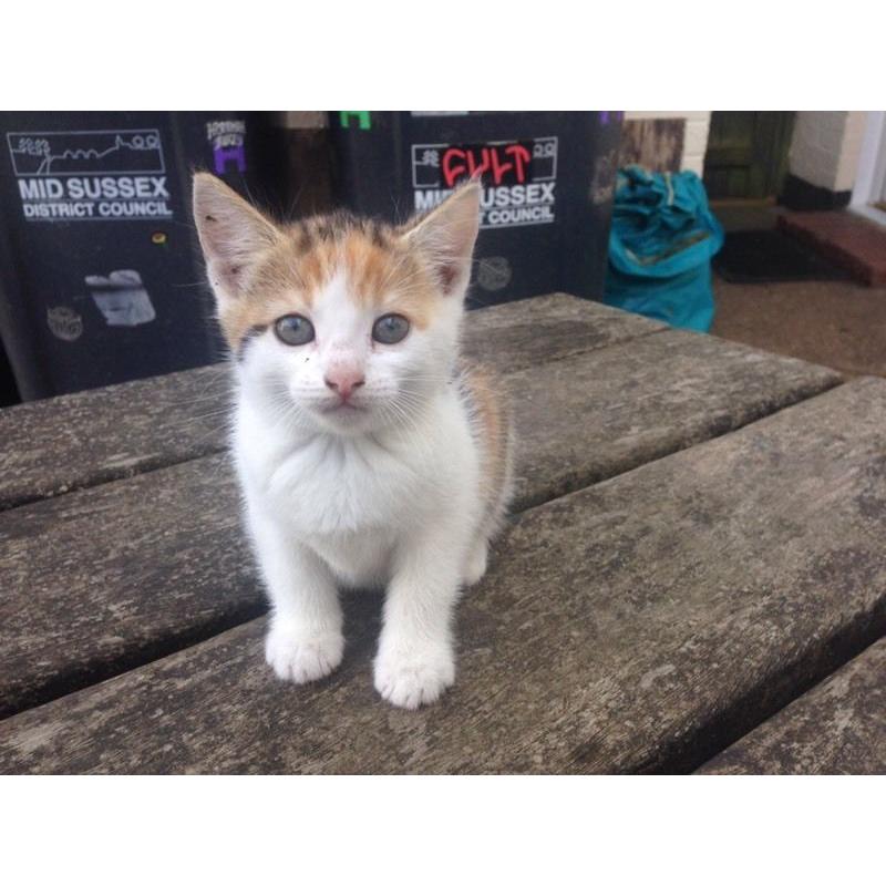 2 X girl kittens ready in 2 weeks xxx
