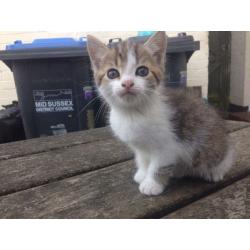 2 X girl kittens ready in 2 weeks xxx