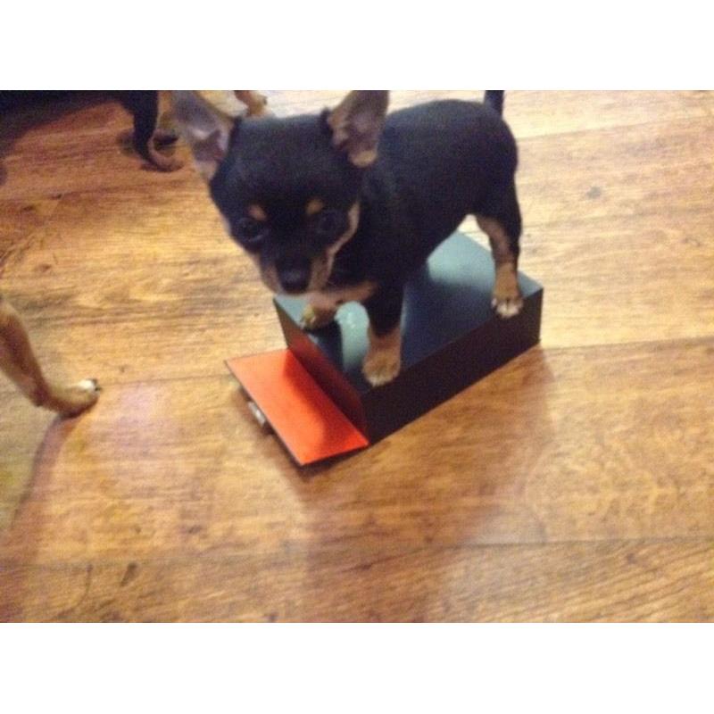 Chihuahua X Pomeranian puppies ready to go