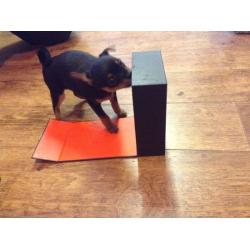 Chihuahua X Pomeranian puppies ready to go