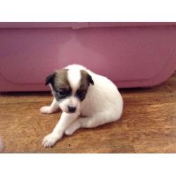 Chihuahua X Pomeranian puppies ready to go