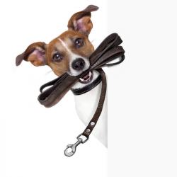 Dog Walker And Pet Sitter Available Locally