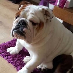English bulldog