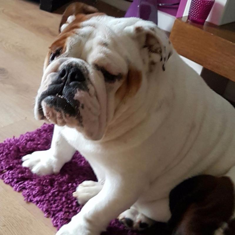 English bulldog