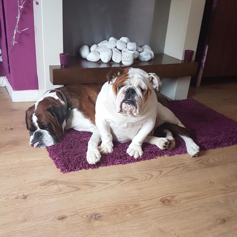 English bulldog