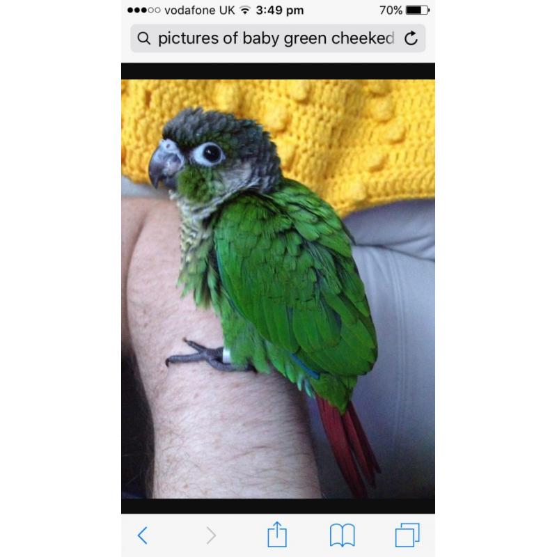 Green cheeked Conures babies