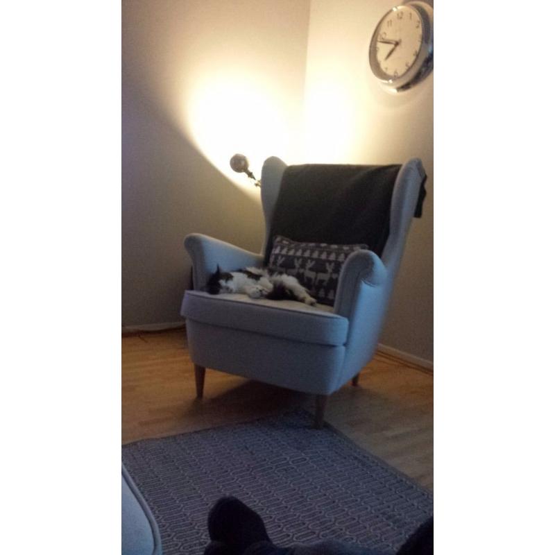 2 one year old cats for sale