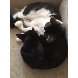 2 one year old cats for sale