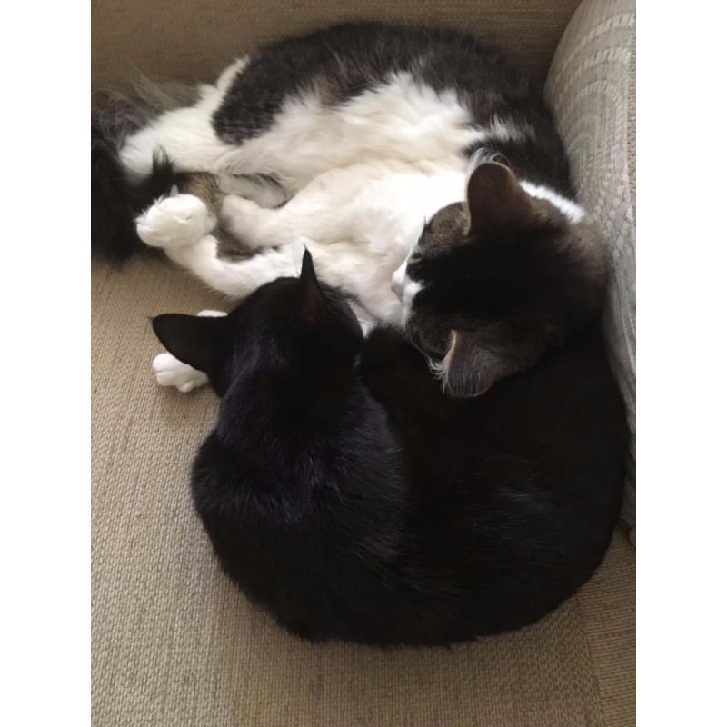 2 one year old cats for sale