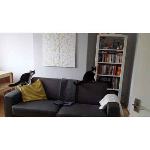 2 one year old cats for sale