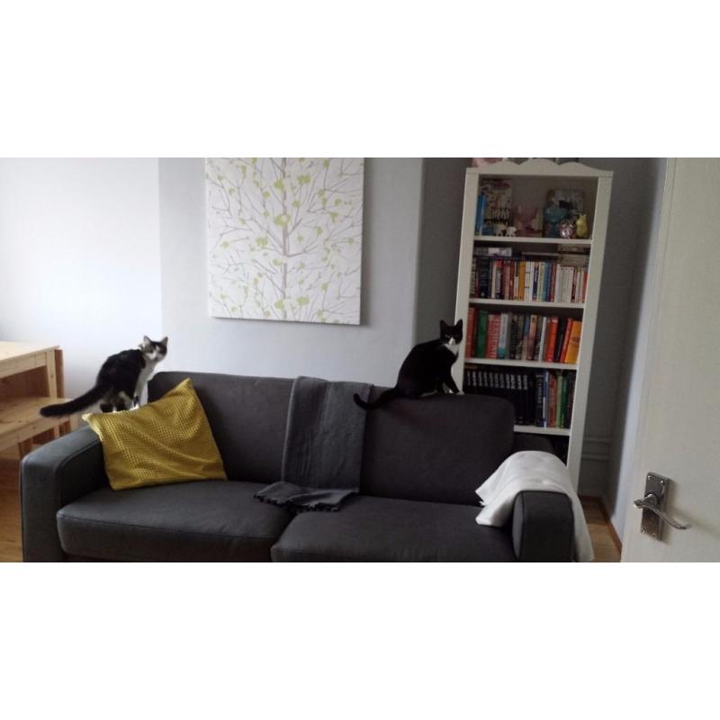 2 one year old cats for sale